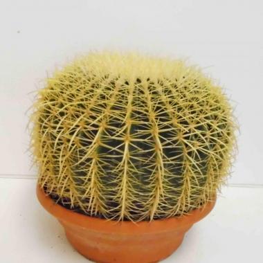 112  UNIDAD DE E. GRUSONII T-30 CM.